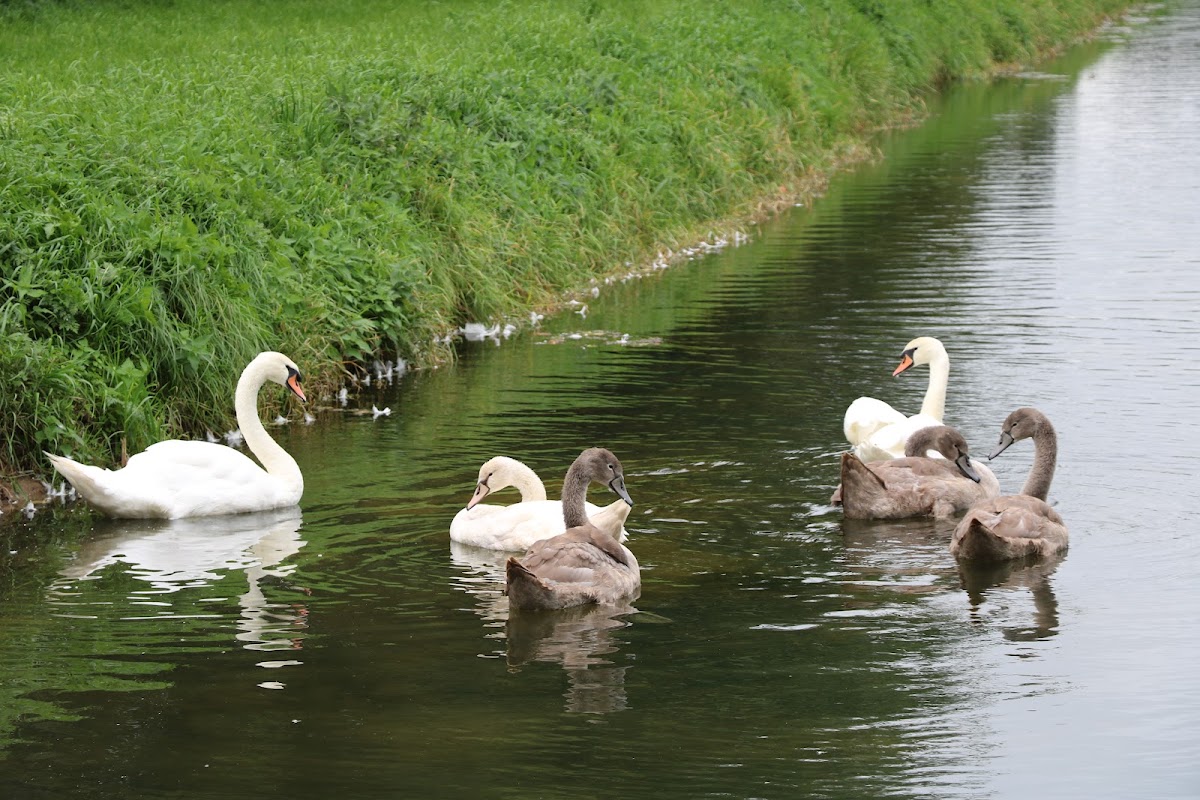 Vijver in Mikkeldonk Park