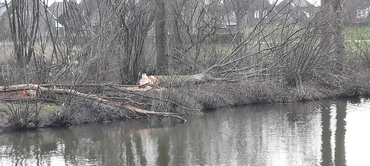 Natuur in het park